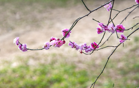 梅花