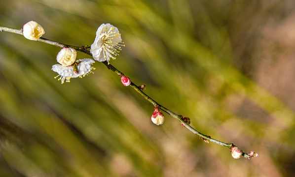 梅花