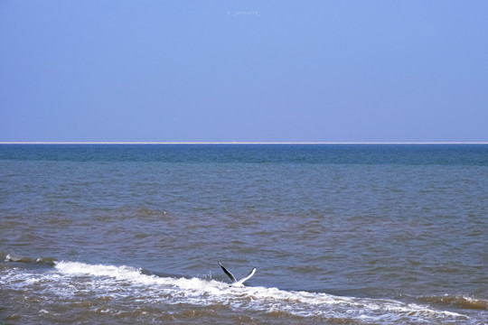 大海与海鸟