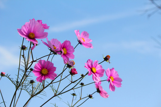 格桑花