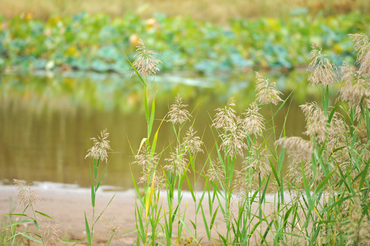 河边芦苇