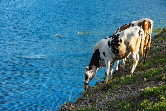 河边牛喝水