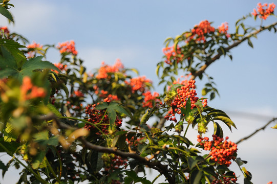 花椒枝