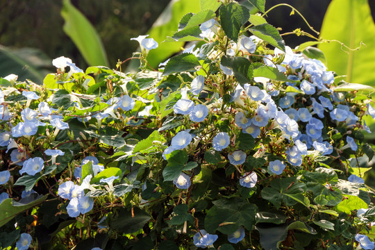 牵牛花