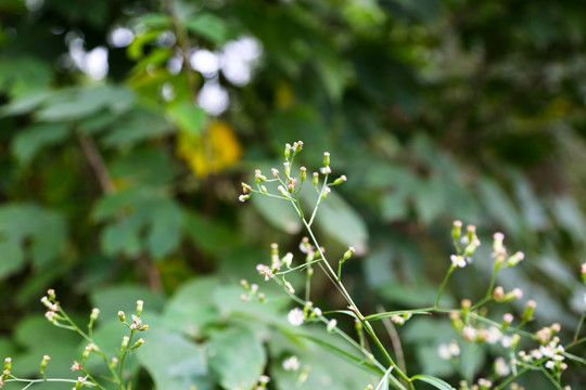 钻叶紫菀