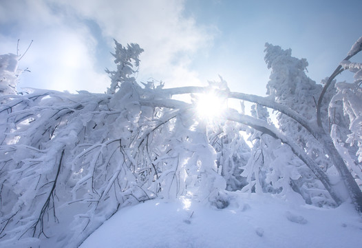 积雪