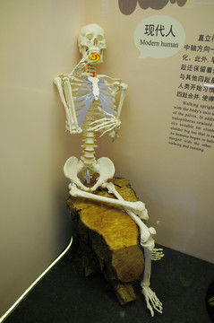 现代人体骨骼标本