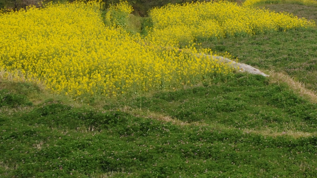 油菜田