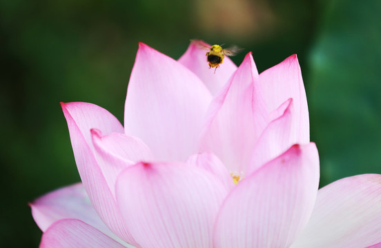 粉红莲花与花间飞翔翅膀蜜蜂