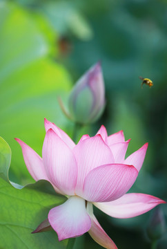 莲花与飞翔的蜜蜂采蜜竖屏图片