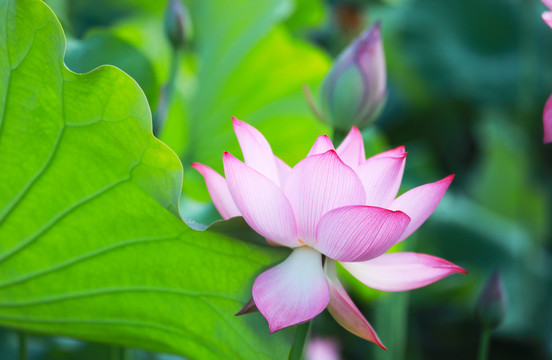 绿色荷叶正开放的莲花与花苞