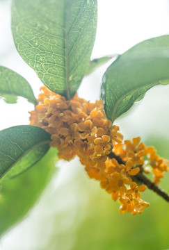 桂花花朵特写桂花背景