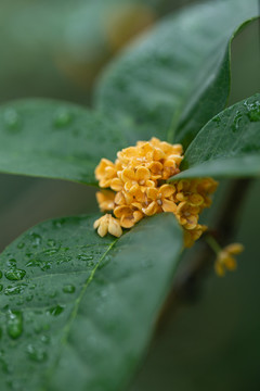 桂花花朵特写桂花背景