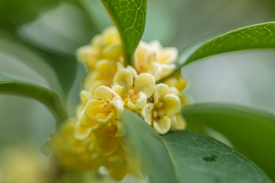 微距下的新鲜唯美桂花桂花背景