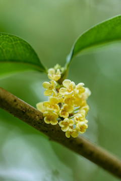 微距下的新鲜唯美桂花桂花背景