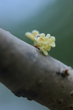 微距下的新鲜唯美桂花桂花背景