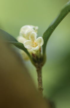 桂花花朵特写