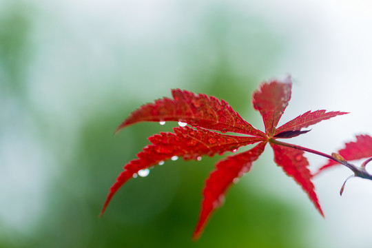 挂着露珠的红枫