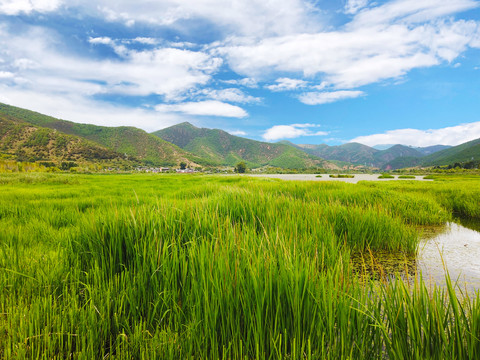 泸沽湖草海