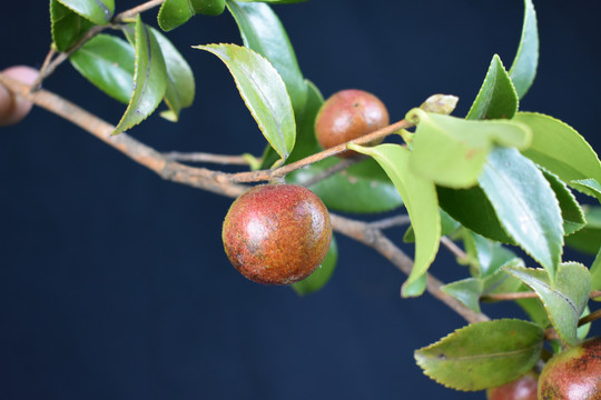 山茶籽油茶籽树枝绿叶子