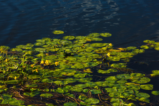 荇菜河流