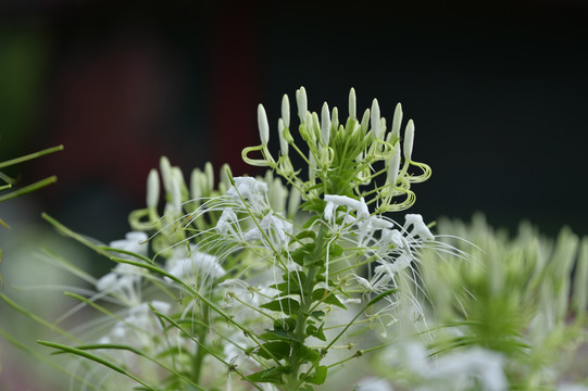 浪漫的醉蝶花