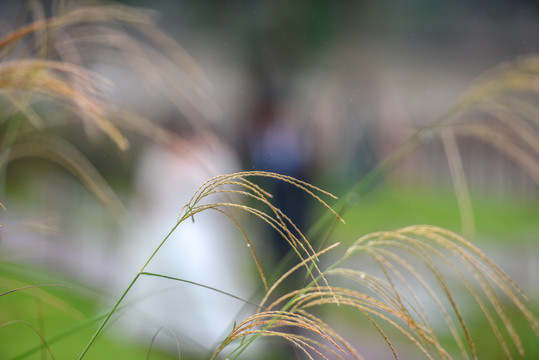 风中飘逸的芒