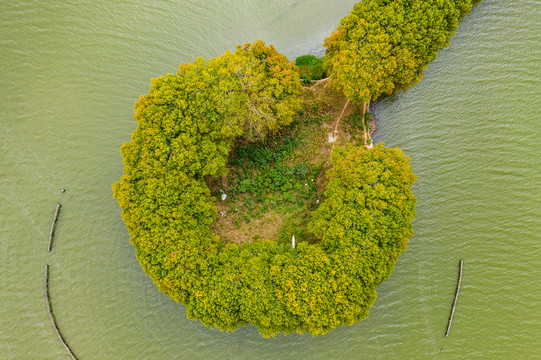 航拍武汉东湖风景区湖中林荫道