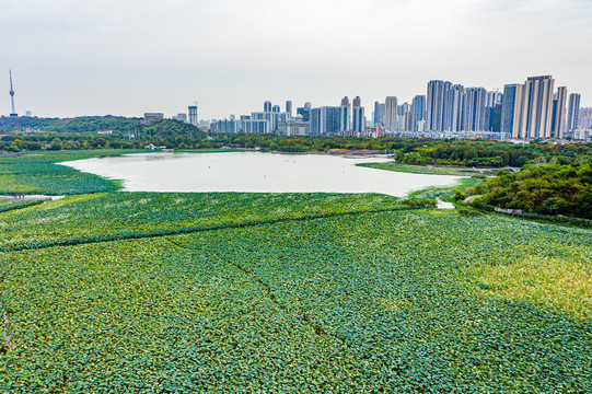 航拍湖北武汉月湖风景区荷塘