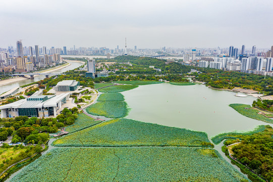 航拍湖北武汉月湖风景区荷塘