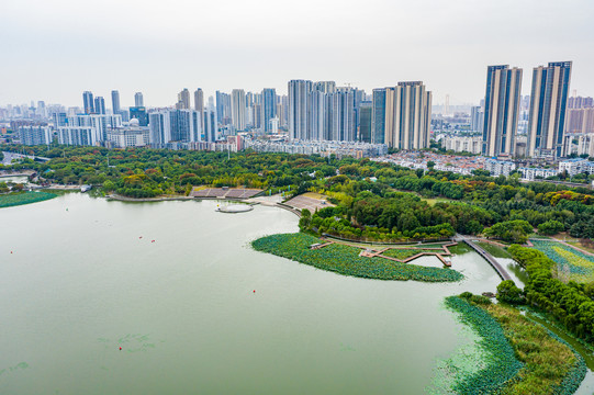 航拍湖北武汉月湖风景区荷塘