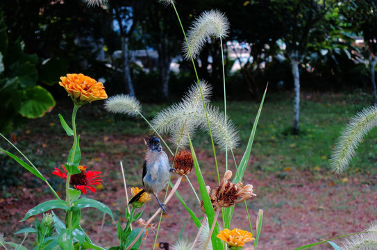 花草