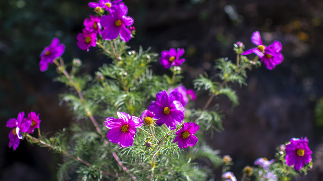 格桑花