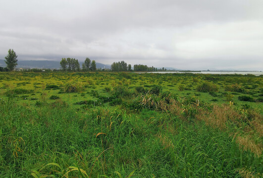 湿地植物