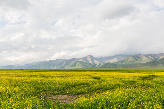 门源油菜花