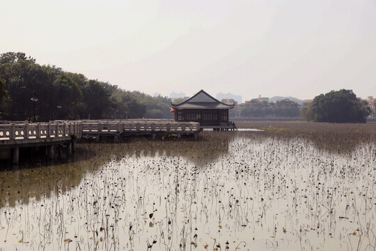 东莞桥头莲湖冬季风光