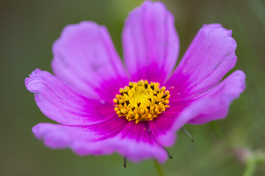 格桑花特写