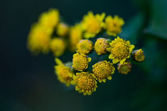 山菊花特写