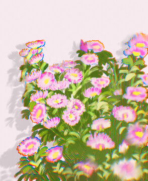 粉色雛菊花叢