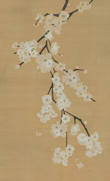 長(zhǎng)梅花