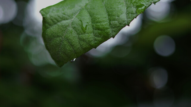 雨后