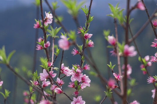 桃花朵朵开