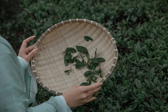 汉服采茶女