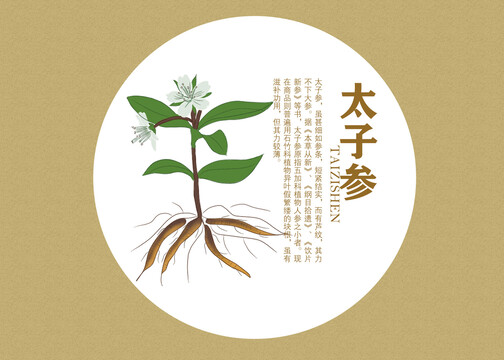 太子參插畫中草藥插畫