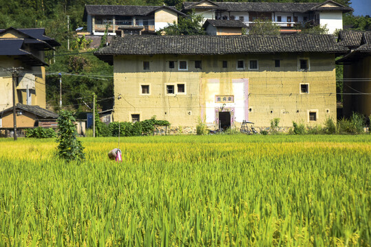 土楼稻田