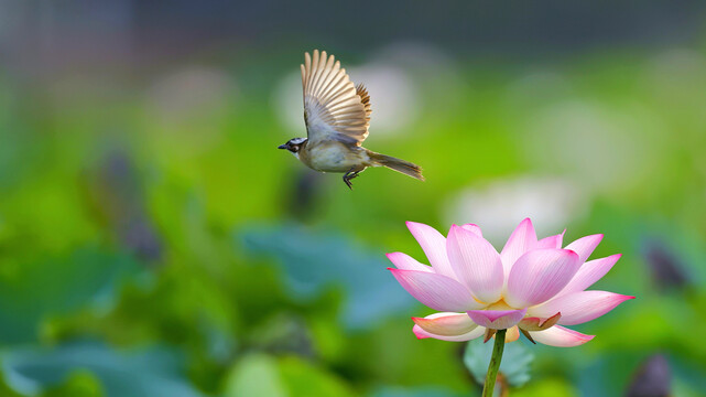 荷花與飛鳥(niǎo)