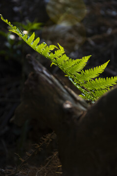 乡村风光