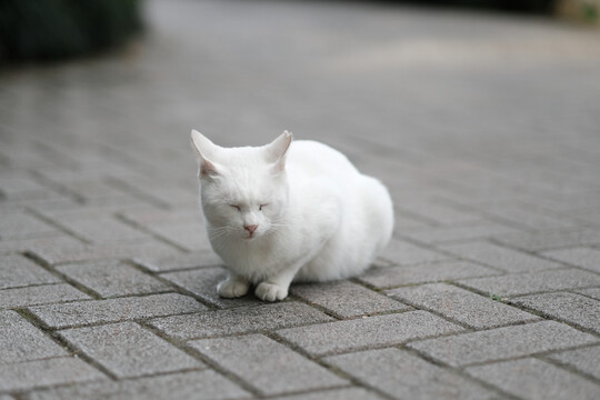 流浪猫