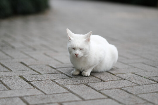 流浪猫