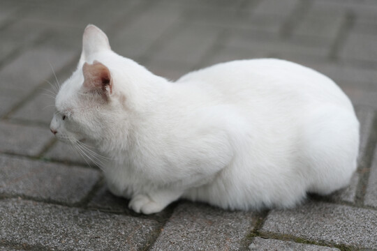 流浪猫